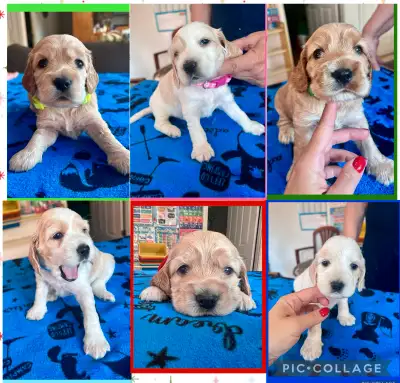 English Cocker Spaniel Puppies / Chiots Cocker Anglais, View more