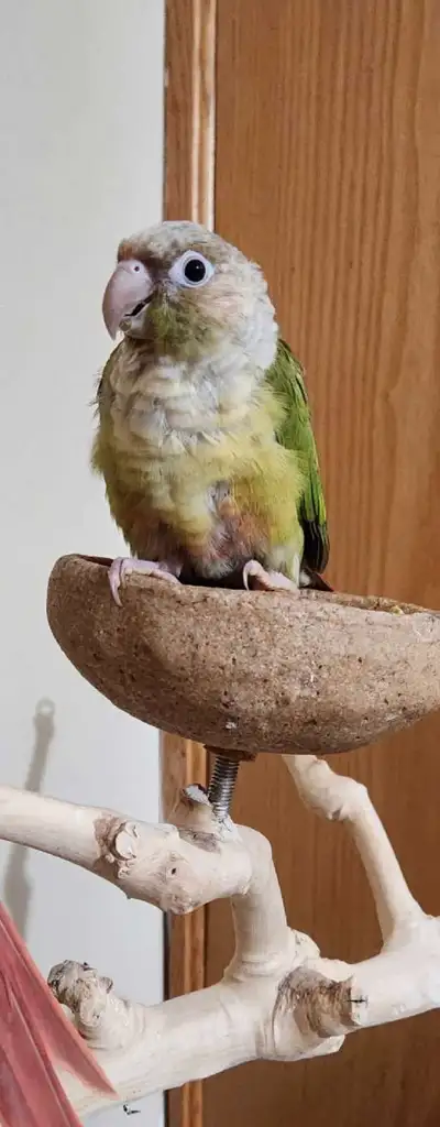 conure cinnamon, View more