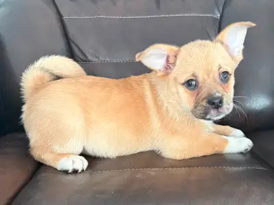 Adorable Rare Porgi Pug x Corgi Puppies - Super small and Tiny, View more