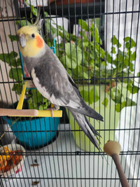 Bird for  rehoming 