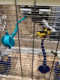Yellow Singing Male Canary with Vision Cage