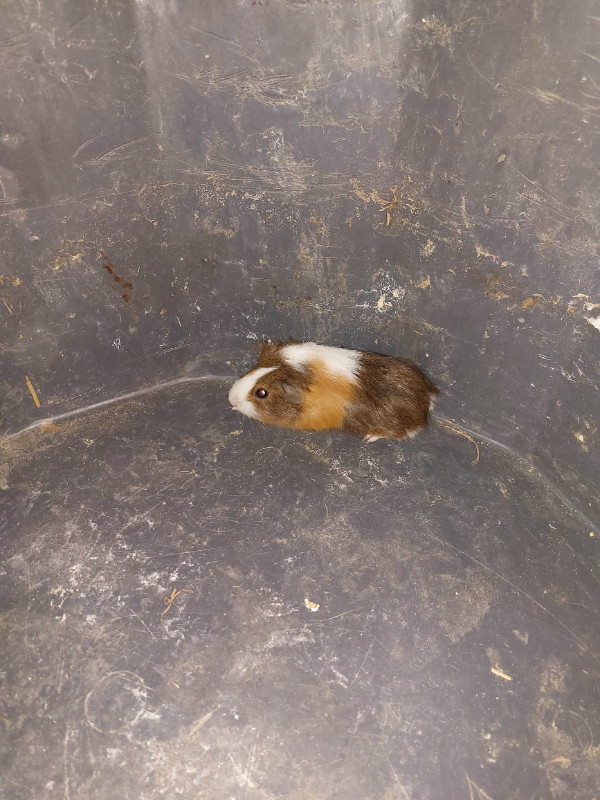 Guinea pigs in Small Animals for Rehoming in Kitchener / Waterloo - Image 2