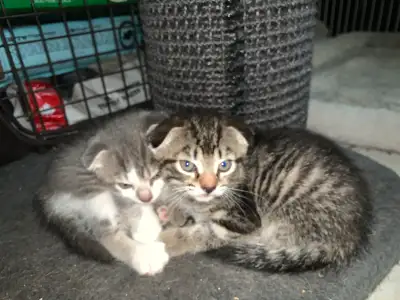 Scottish fold kitten/ Chaton ecosse plier, View more