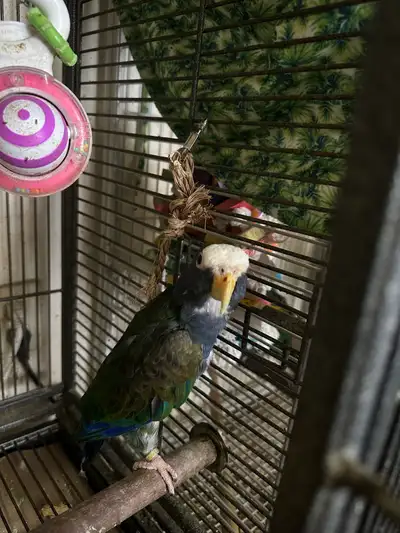  looking to rehome your birds , View more