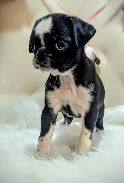 PUG PUPPIES, View more