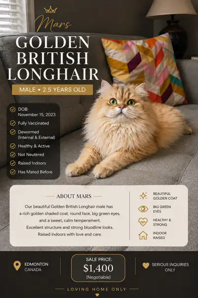 Golden British Longhair Male – Premium Quality, View more