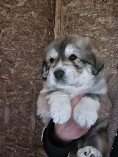 Tibetan Mastiff/Great Pyrenees Puppies, View more