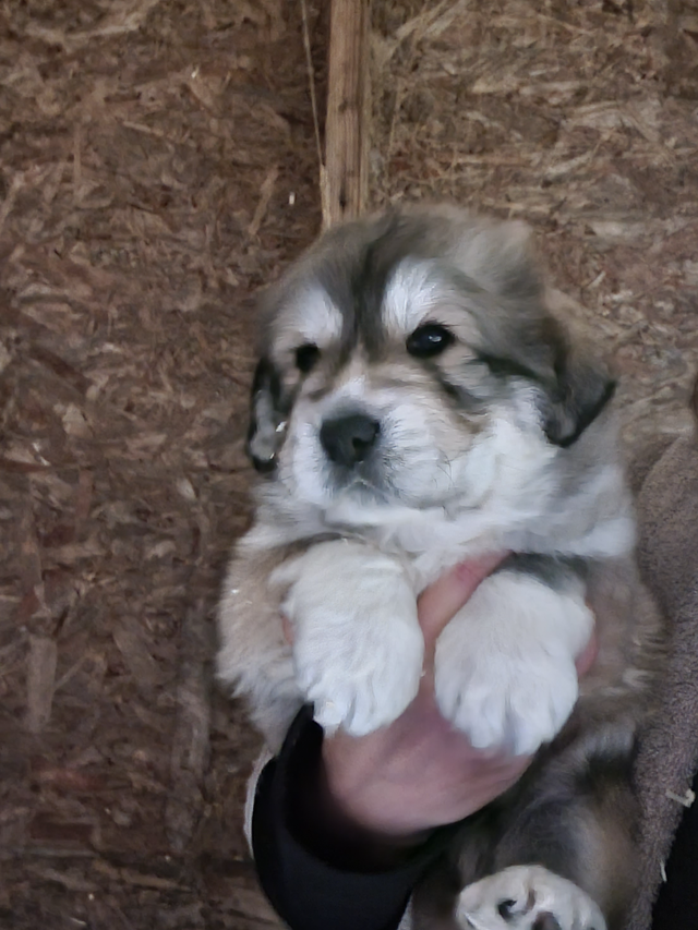 Tibetan Mastiff/Great Pyrenees Puppies in Dogs & Puppies for Rehoming in Quesnel - Image 2