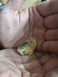Baby button quail 