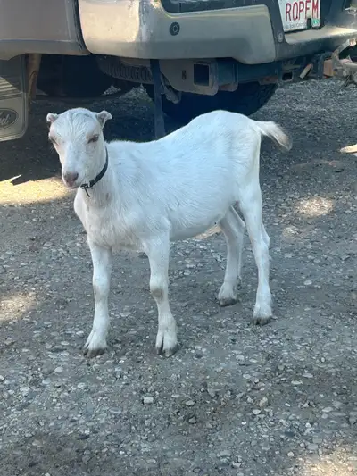 LaMancha Wether Goats, View more