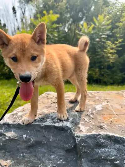 2 chiot shiba inu, View more