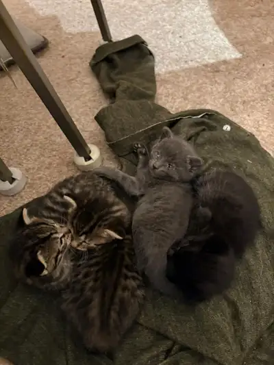 For Father Day get a cute kitten to your family! Sale only $250, View more