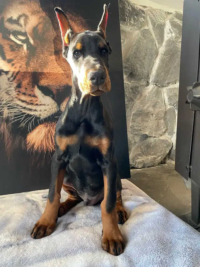 European Doberman Puppies!  1 Female available! in Dogs & Puppies for Rehoming in Edmonton - Image 7