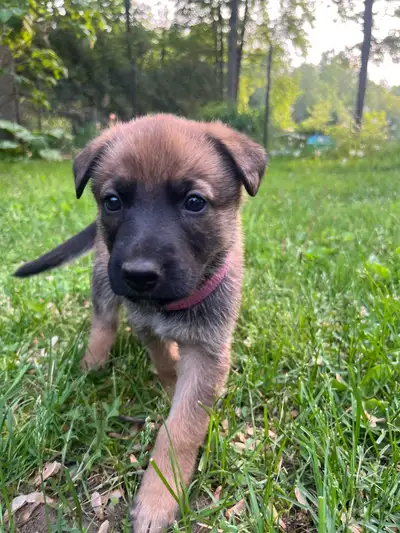 Chiots Berger Malinois croisé Berger Allemand, View more