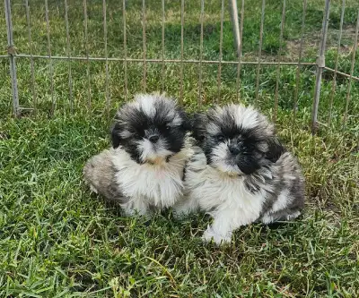 Shih Tzu Puppies, View more