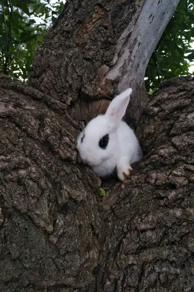 Adorable rabbits, View more