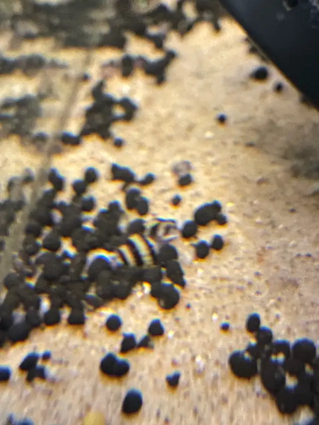 Assassin snails in Fish for Rehoming in Kingston - Image 4