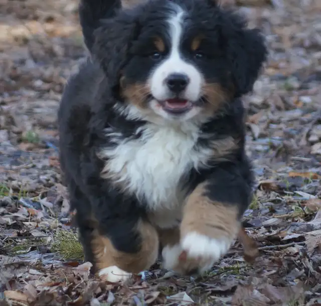CKC reg. Bernese Mountain Dogs in Dogs & Puppies for Rehoming in Barrie - Image 6