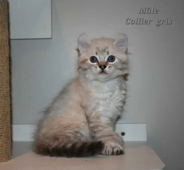 Highland lynx chatons in Cats & Kittens for Rehoming in Lanaudière - Image 6