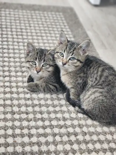 Cats to rehome, View more