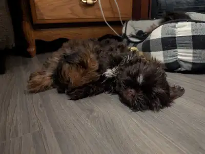 purebred shih tzu puppies, View more