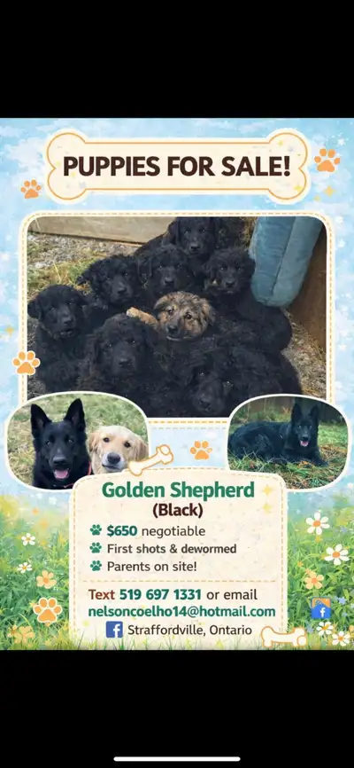 Born Nov. 26 Mom is a full black German and dad is a Golden. Ready to go Cat acquianted First shots...