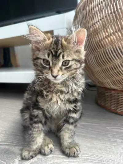 Cute Kitten, View more