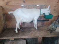 Saanen milking goats and saanen doe kids for sale
