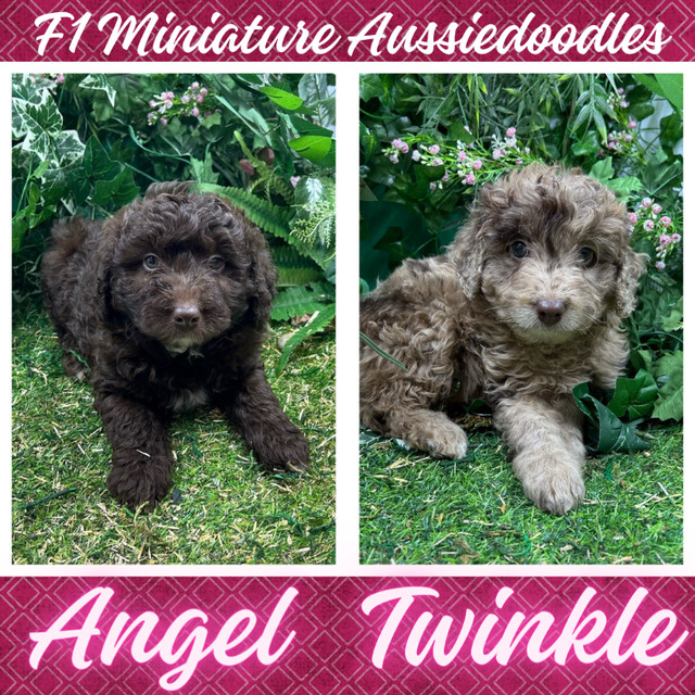 [BBB A+] Miniature Aussiedoodle & Borderdoodle pups available! in Dogs & Puppies for Rehoming in Vancouver - Image 3