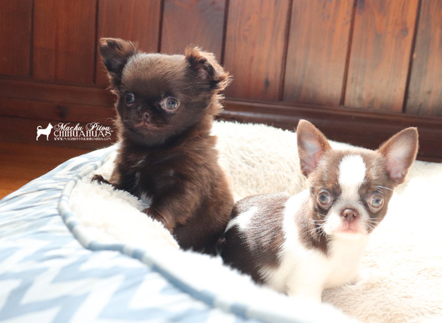 Mini Chiot Chihuahua Pure race*Prêt maintenant**Prix réduit dans Chiens et chiots à adopter  à Ville de Québec - Image 2