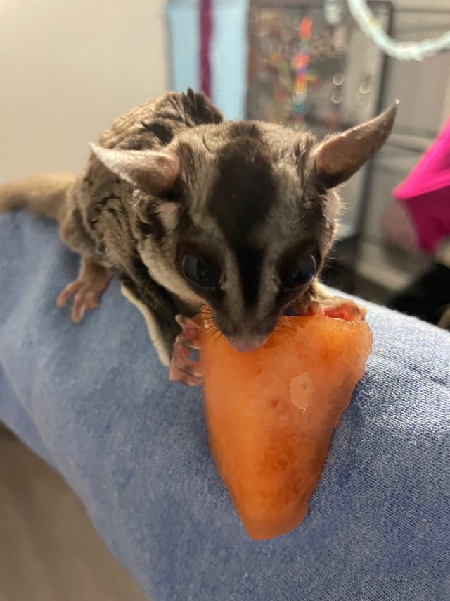 Sugar Gliders in Other Pets for Rehoming in St. Albert
