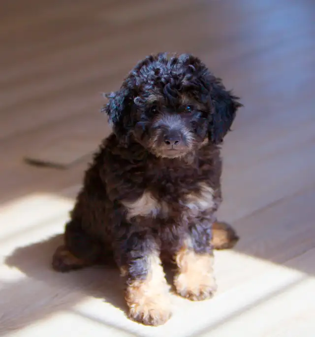 Minis Aussiedoodle F1B ... Adorable in Dogs & Puppies for Rehoming in Drummondville - Image 7
