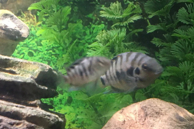 CONVICT CICHLIDS $30 - Pickering  in Fish for Rehoming in City of Toronto - Image 4