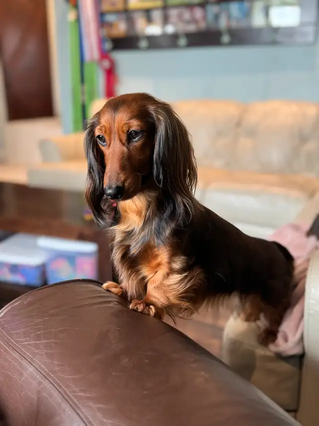 CKC Reg'd Mini Long Haired Dachshund Puppies in Dogs & Puppies for Rehoming in Norfolk County - Image 9