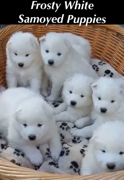 SAMOYED PUPPIES NEW LITTER - PURE TEDDY BEAR FACED  - IN THE GTA