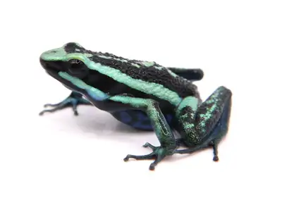 Ameerega bassleri “chrome green/blue”, View more