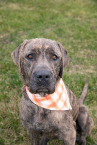 Presa Canario X - In need of a loving home