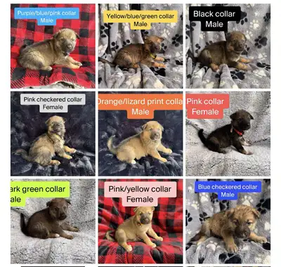 German Shepard / Husky mix pups., View more