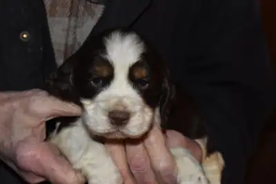 THE PERFECT FAMILY DOG!, View more