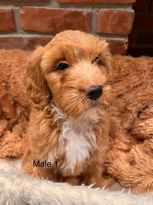 F1B Mini Goldendoodles ready for their new home! Dogs & Puppies for