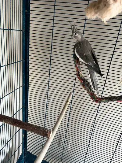 A young female cockatiel is looking for new home. She is around a year old, not tamed and raised by...