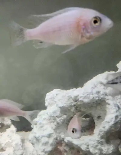 Hybrid peacock cichlid, View more