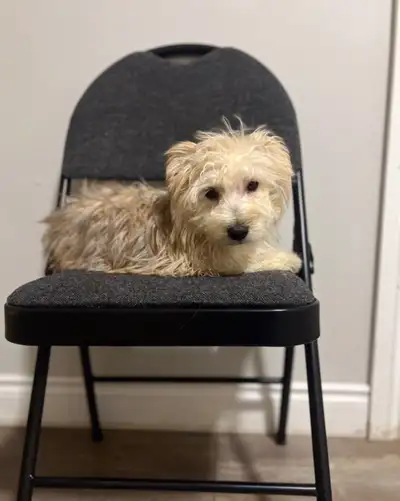 I have to find home for my Greyish light brown Yorkie cross Maltese male he was born on November 01,...