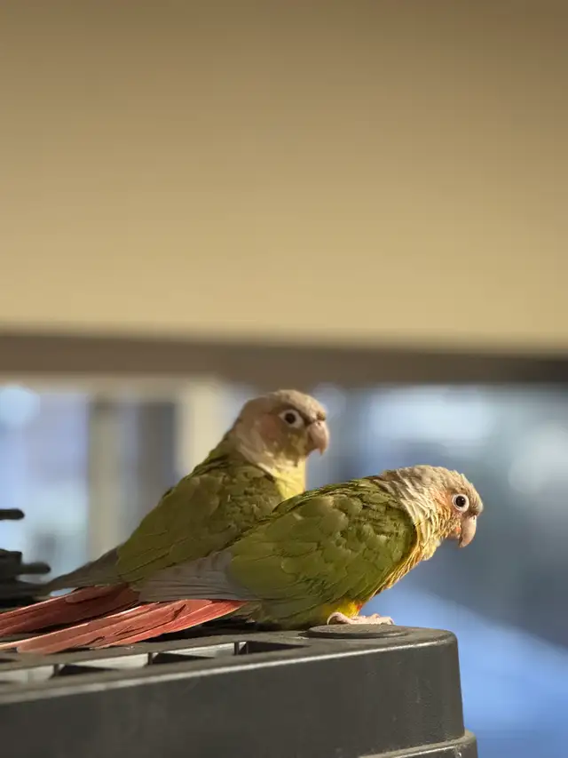 Pineapple conure pair for rehoming (nesting to breed) in Birds for Rehoming in Delta/Surrey/Langley - Image 3