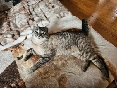 Missing Cat! May 22, 2025, 3:00pm, View more