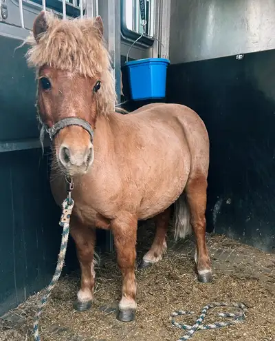 This is the sweetest little guy! He’s begging for the big horses to love him, but my big gelding jus...