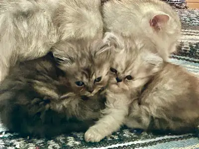 ❤️LOVECATS TICA reg. Cattery: 3 Persian Kittens!, View more
