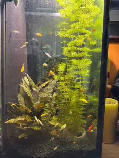 baby fish and filter pump, View more