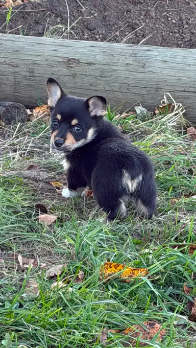 ADORABLE PUREBRED CORGI PUPPIES WITH 1 YR HEALTH GUARENTEE!!, View more