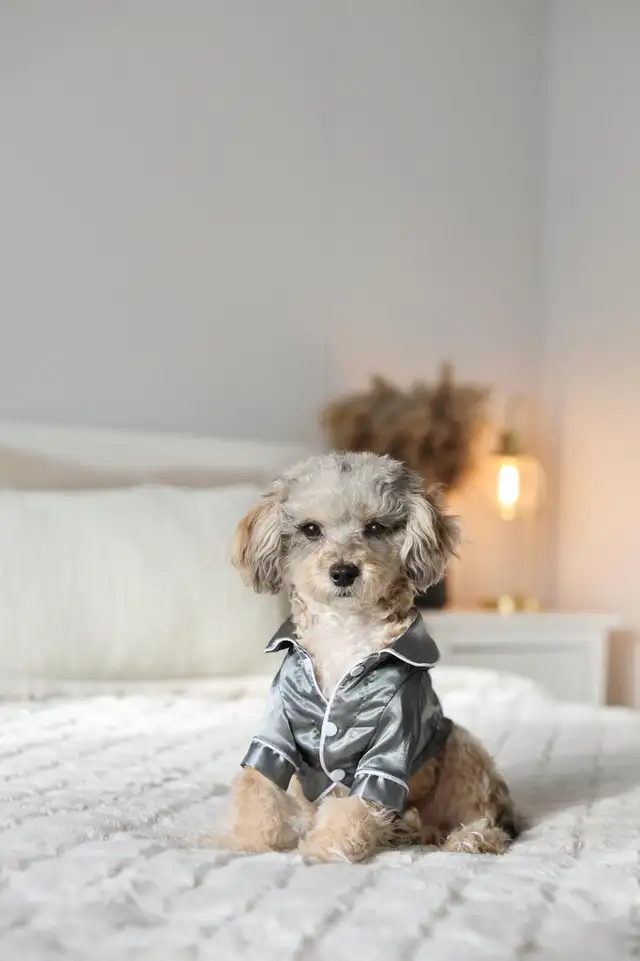 Maltipoo f1b puppies Korean line in Dogs & Puppies for Rehoming in Vancouver - Image 3
